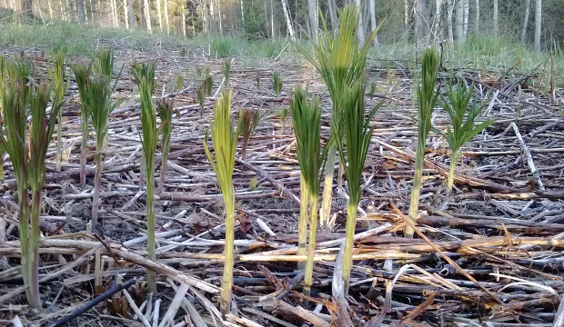 Mnkn artikkeli horsmanversot kuvajohannasaarikoski 4
