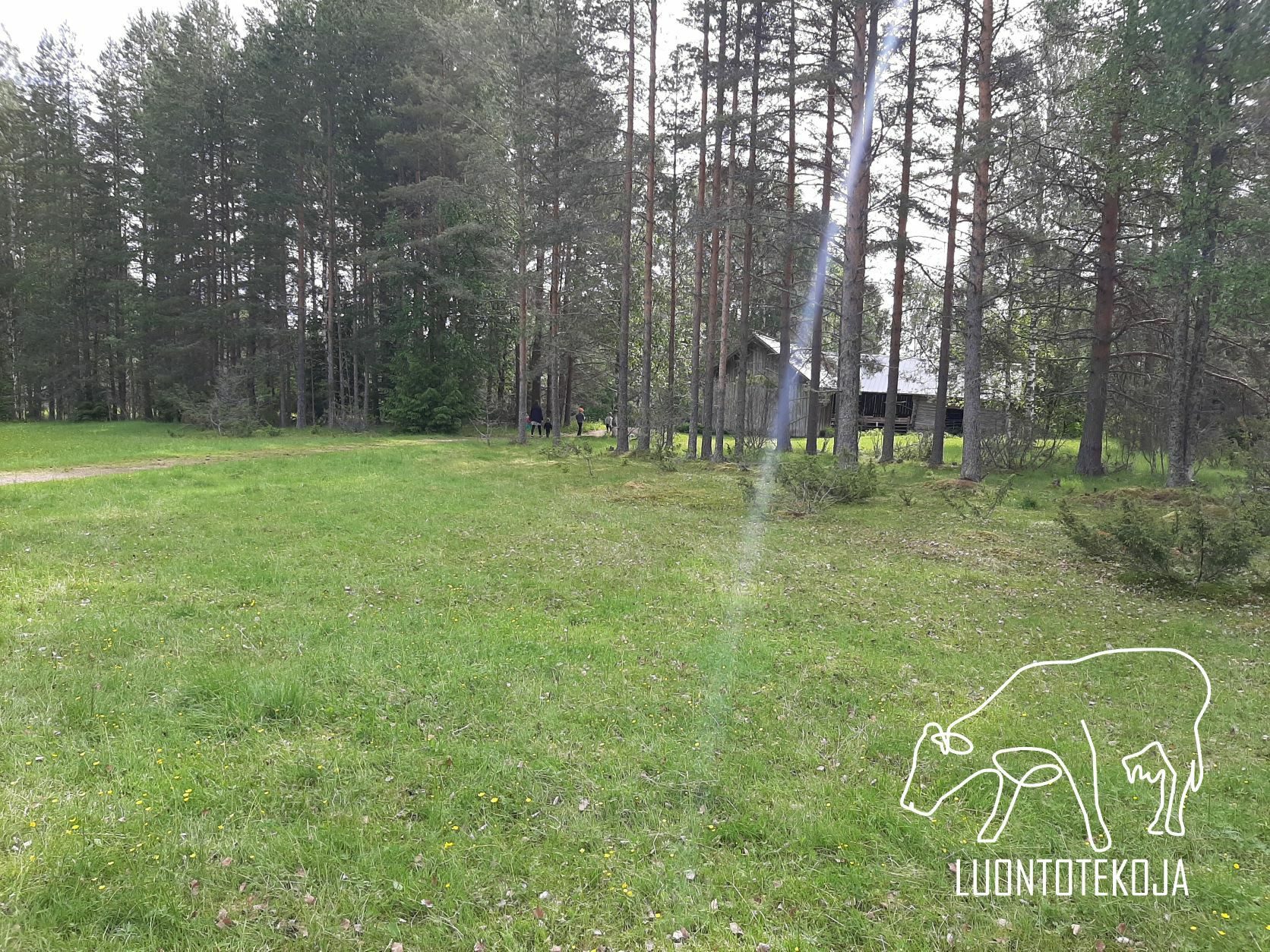 Valon ja ilon pirskahtelua luonnonlaidunpäivänä