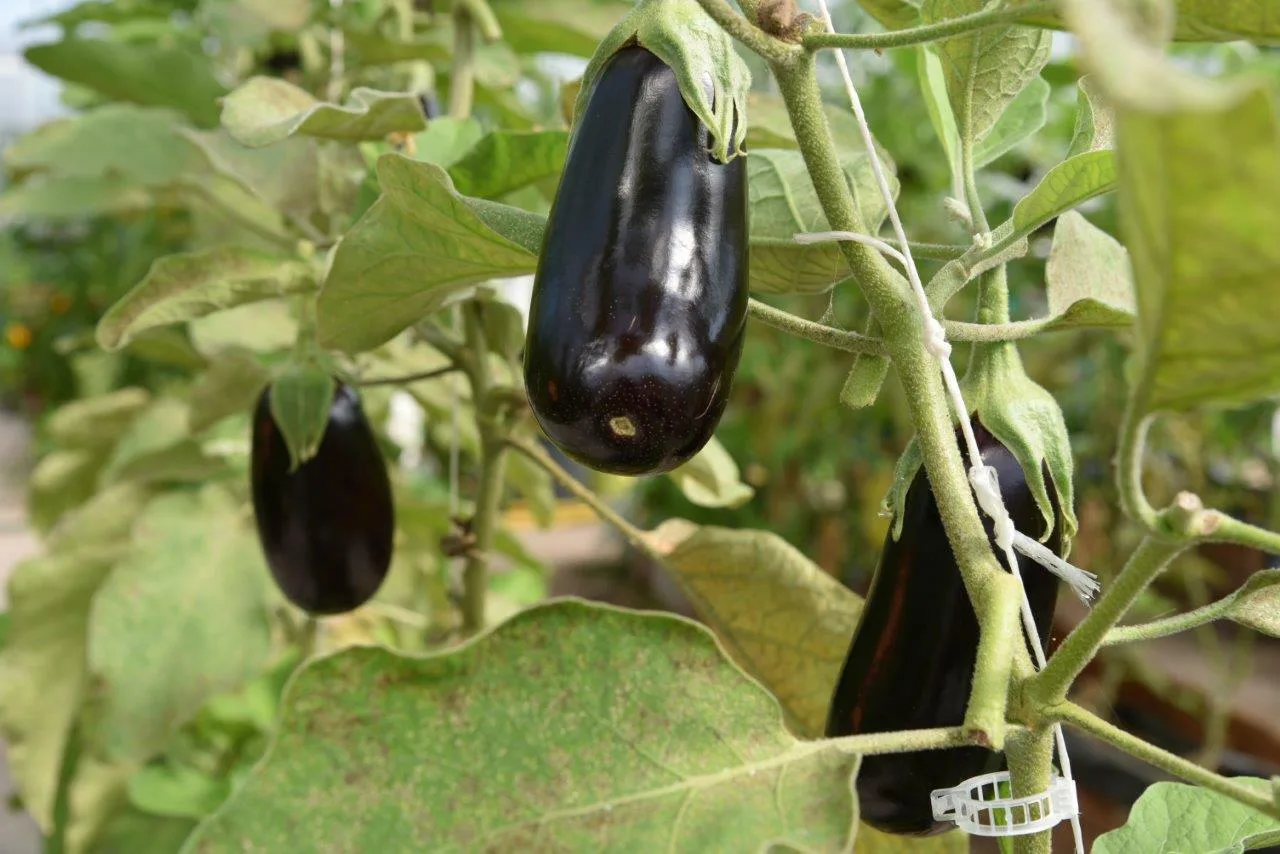 Munakoisot kasvimaalla