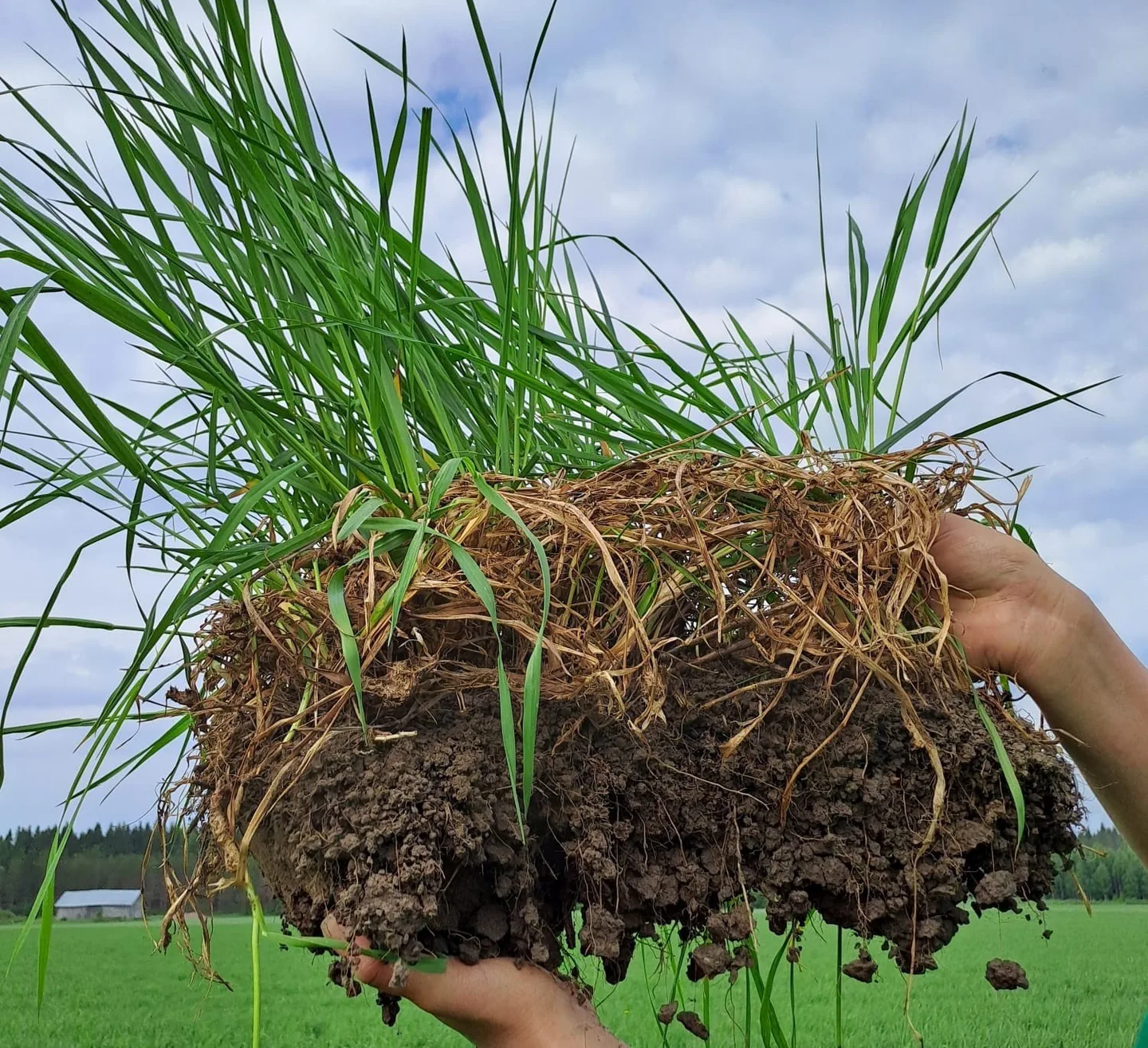 Maapaakku käsissä pellolla