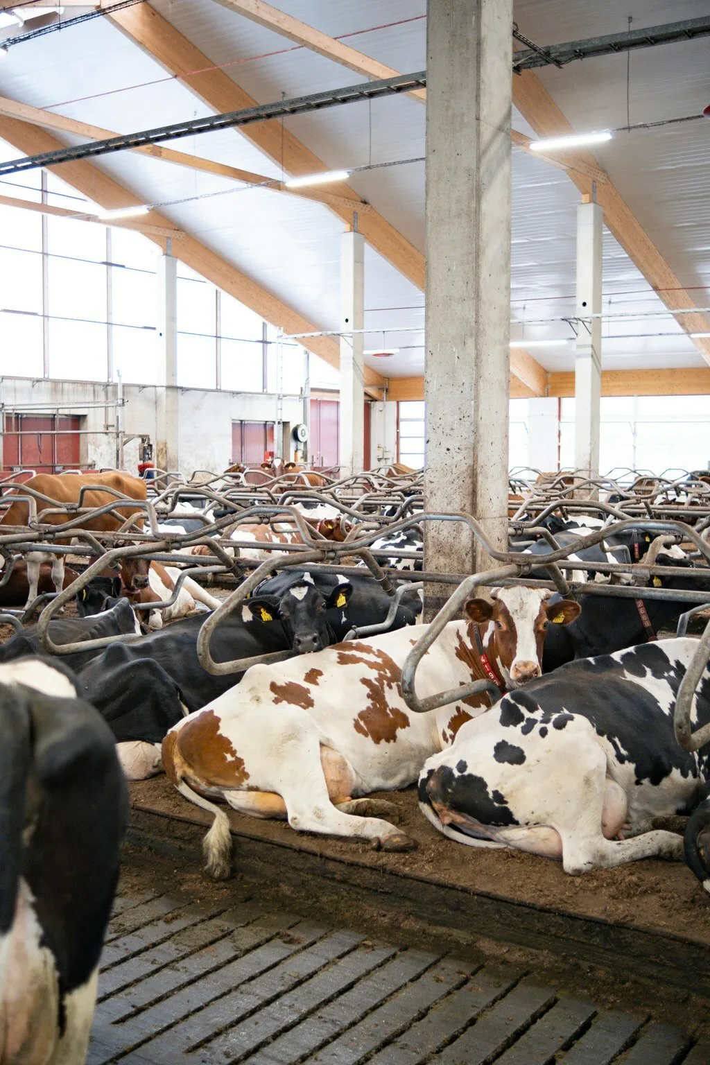 Meri ja Joel Latvala maito lehma 30