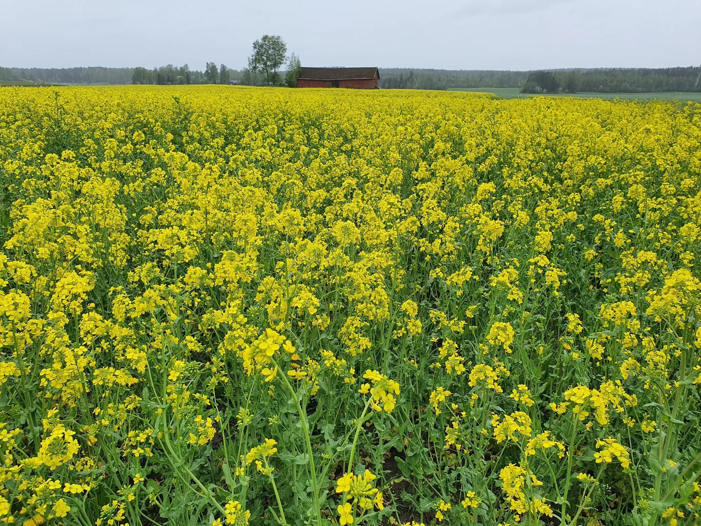 Oljykasvit Kaija Hinkkanen