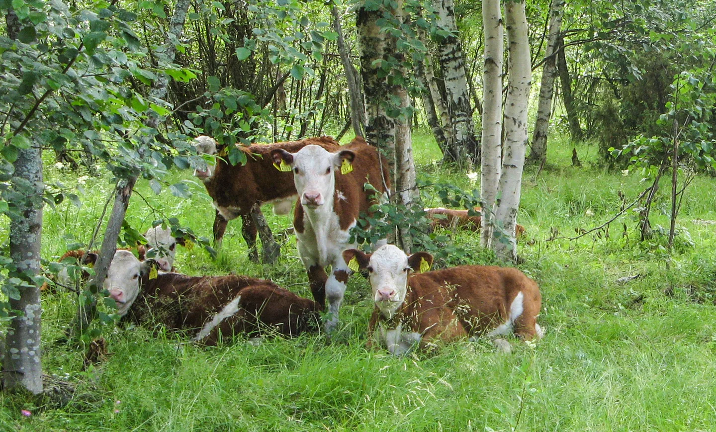 Oulunsalo Riutunkarin emolehmat Kalle Hellstrom