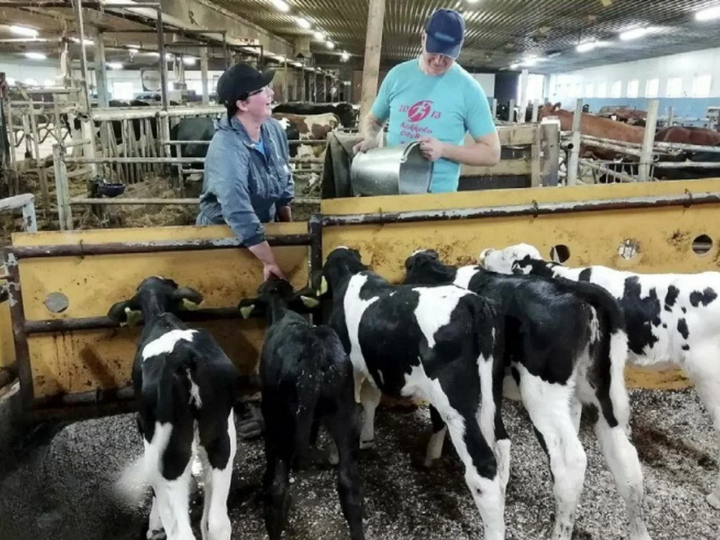 Paavolat navetassa 1