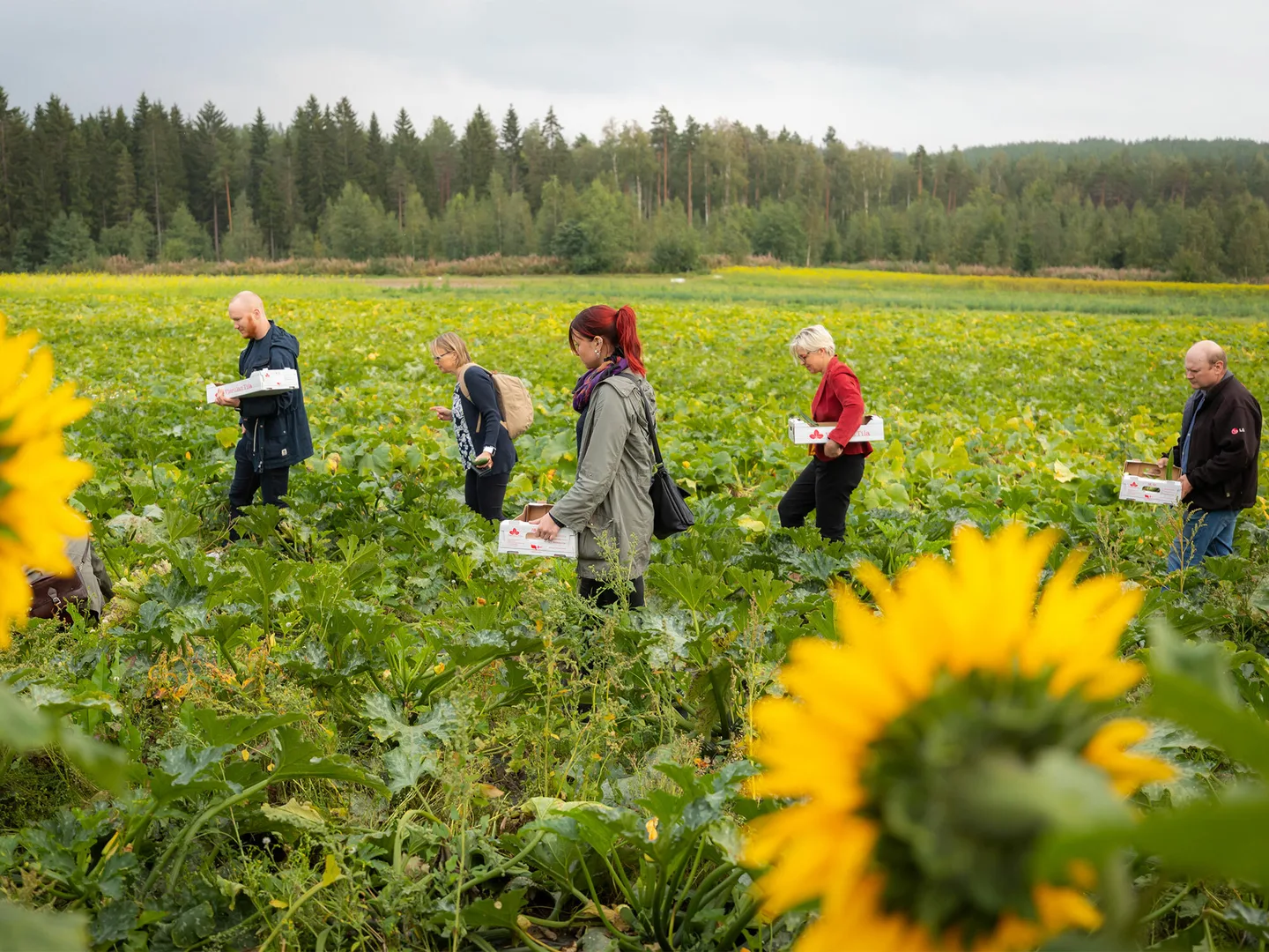 Pellolta poytaan nakyvaksi kuva sampo luukkainen