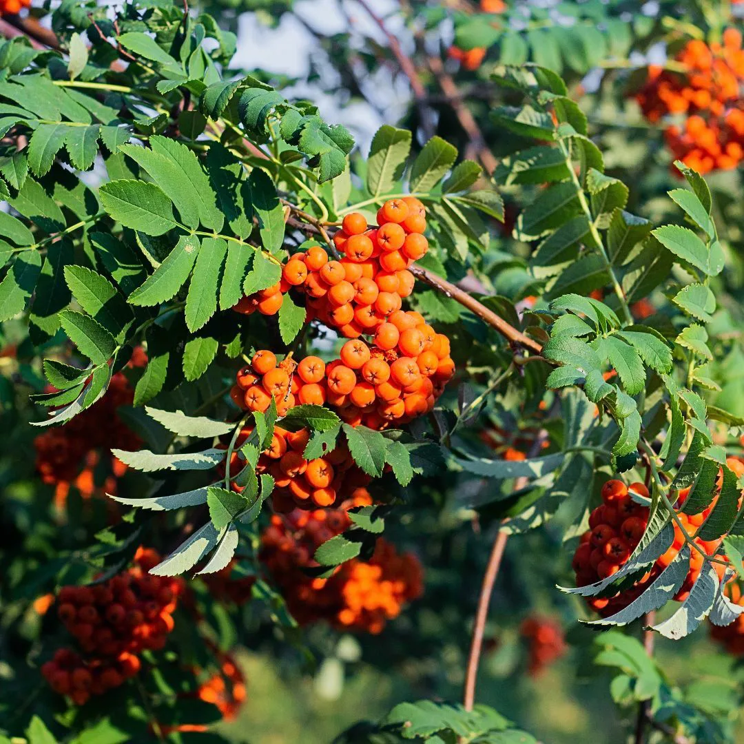 Pihlajanmarjat Canva