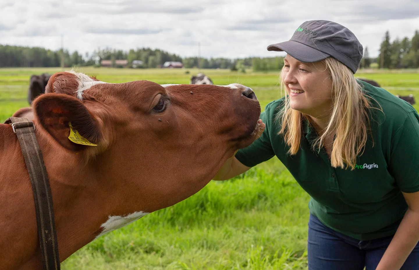 Asiantuntija ja lehma laitumella