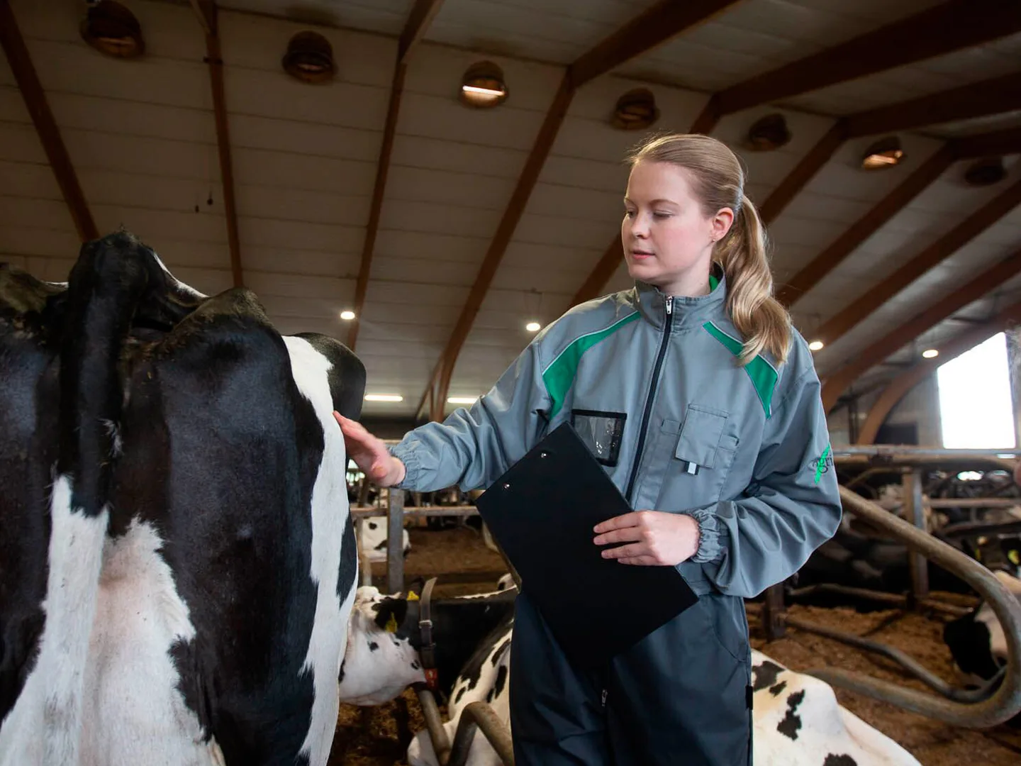 Asiantuntija navetassa