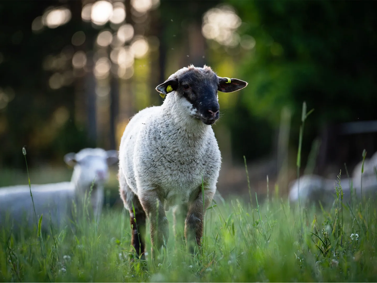 Hemppa roolikuva1 www