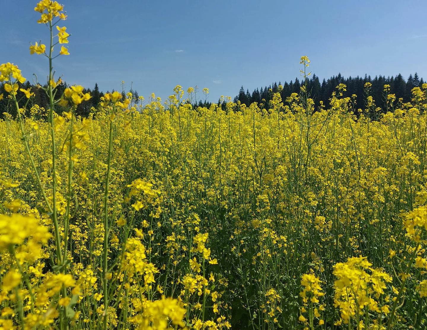Innokas uutinen Kuva Sari Himanen