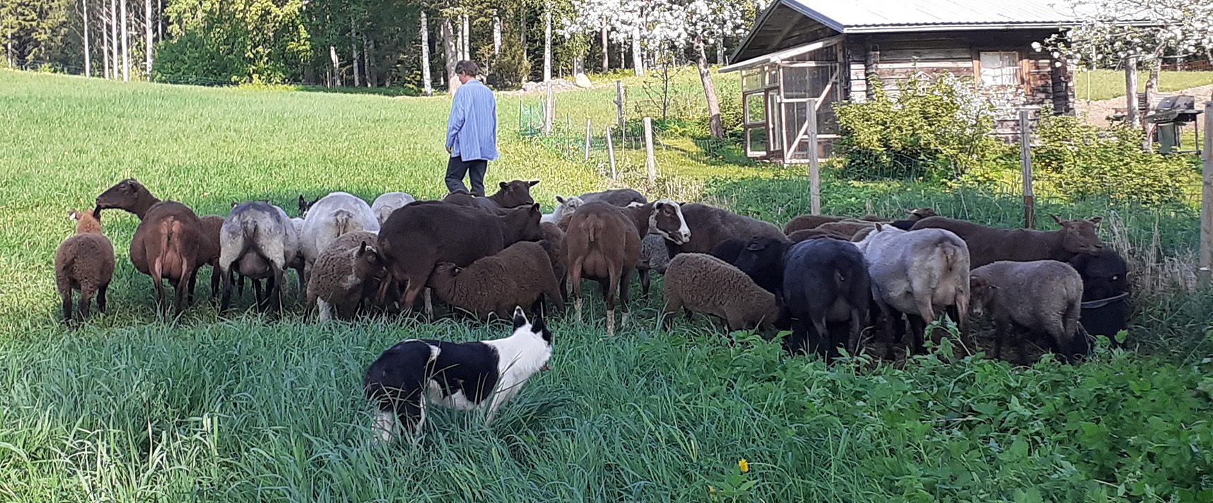 Koira paimentaa lampaita laitumella omistajan kävellessä edellä.