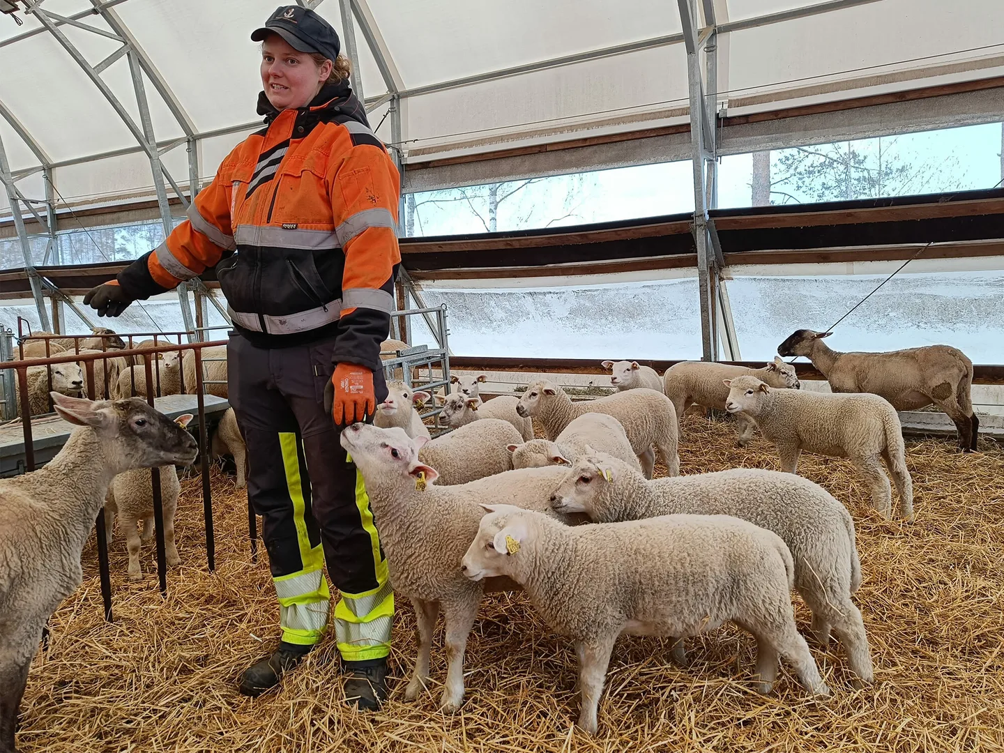 Lampuri Tiina Jokela kuva sari heltela