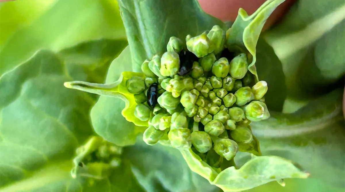Rapsikuoriaiset luomusyysrypsissa kuva Niina Saastamoinen