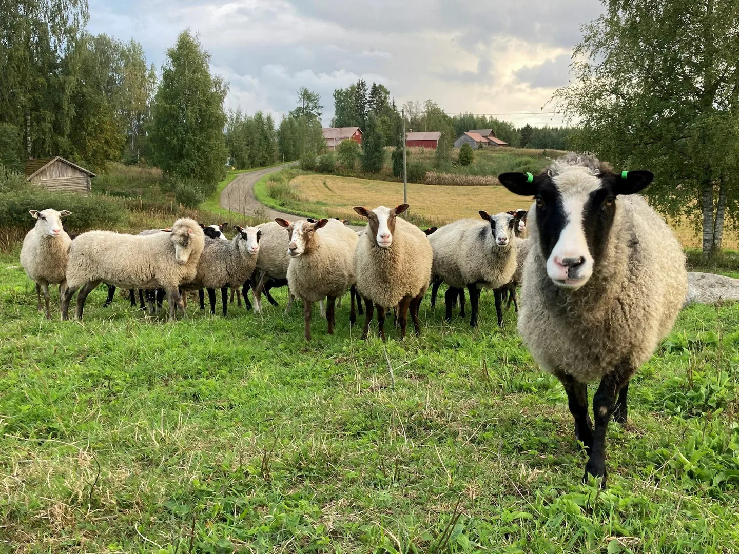 Soinilanmaen kainuunharmasuuhia laitumella Kuva Tiina Hirvonen