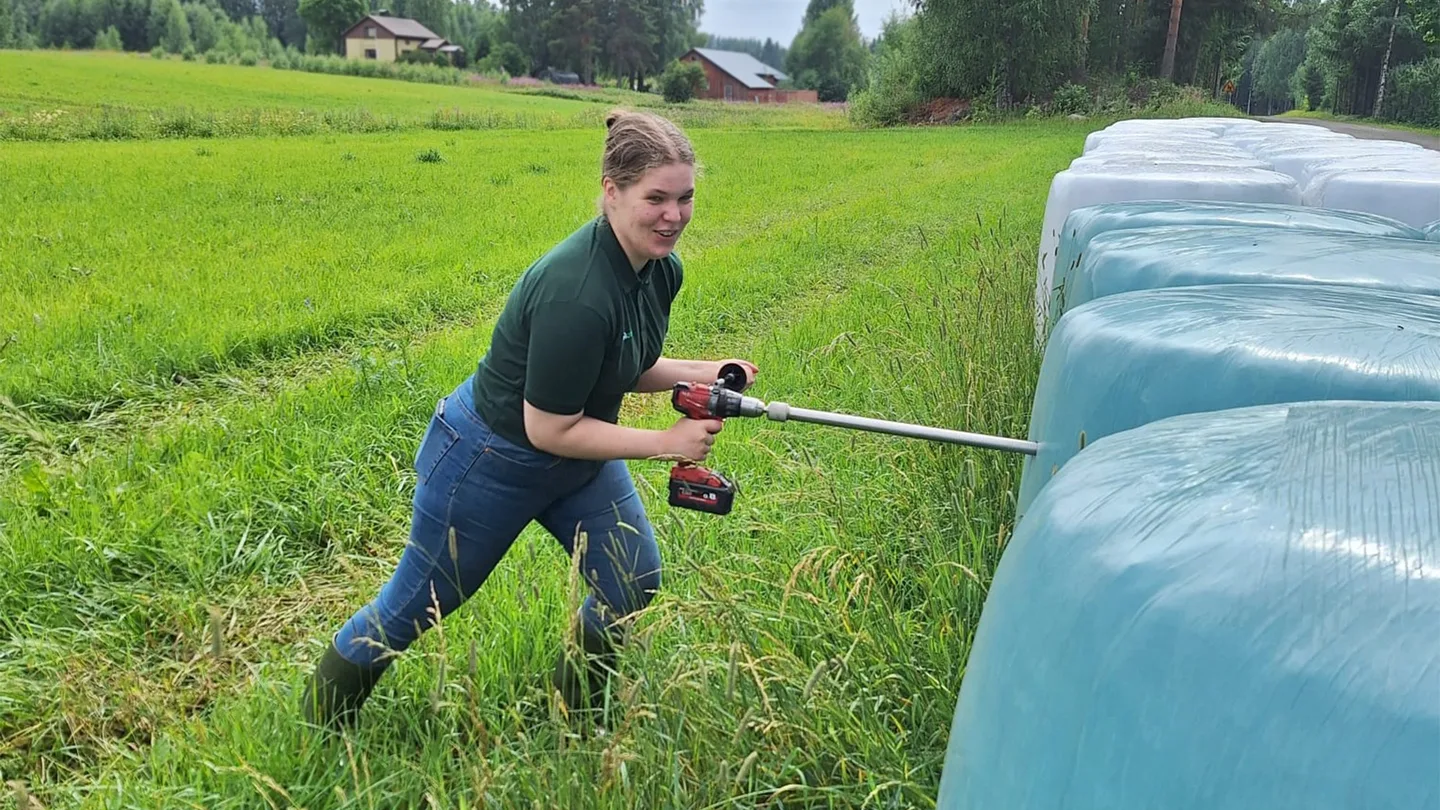 Tanja Heikkinen kairaa rehunaytetta paalista