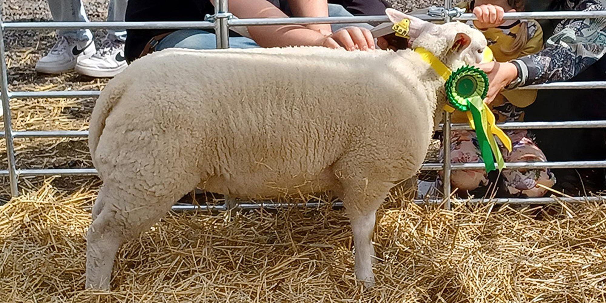 Lammas palkintorusetti kaulassa.