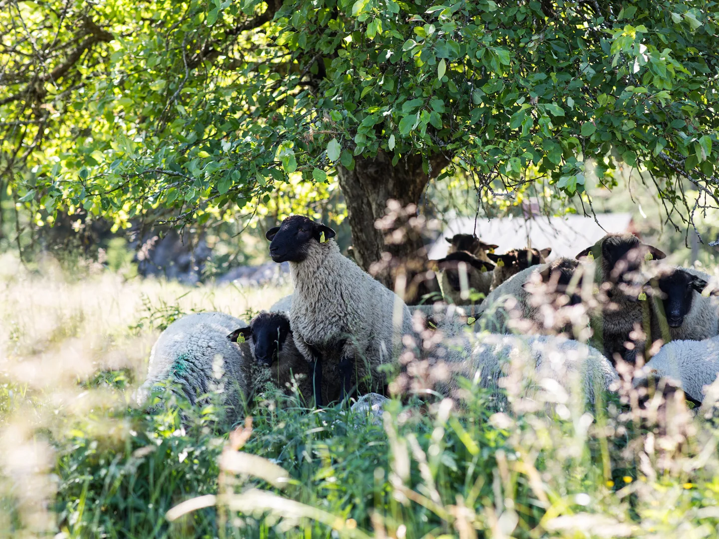 Lampaat laiduntavat kuva Jaska Poikonen