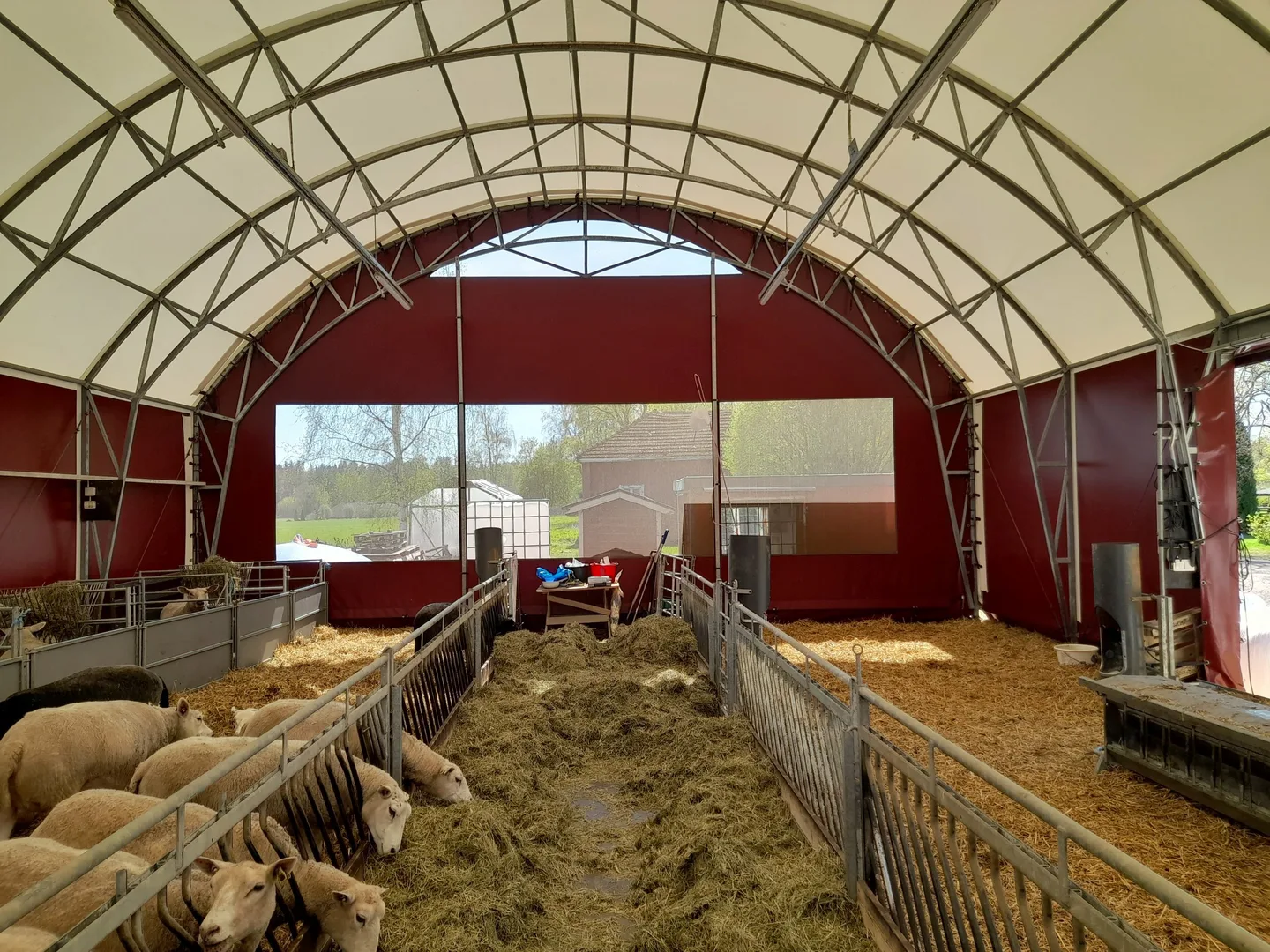 Lampola Menestyva lammashanke