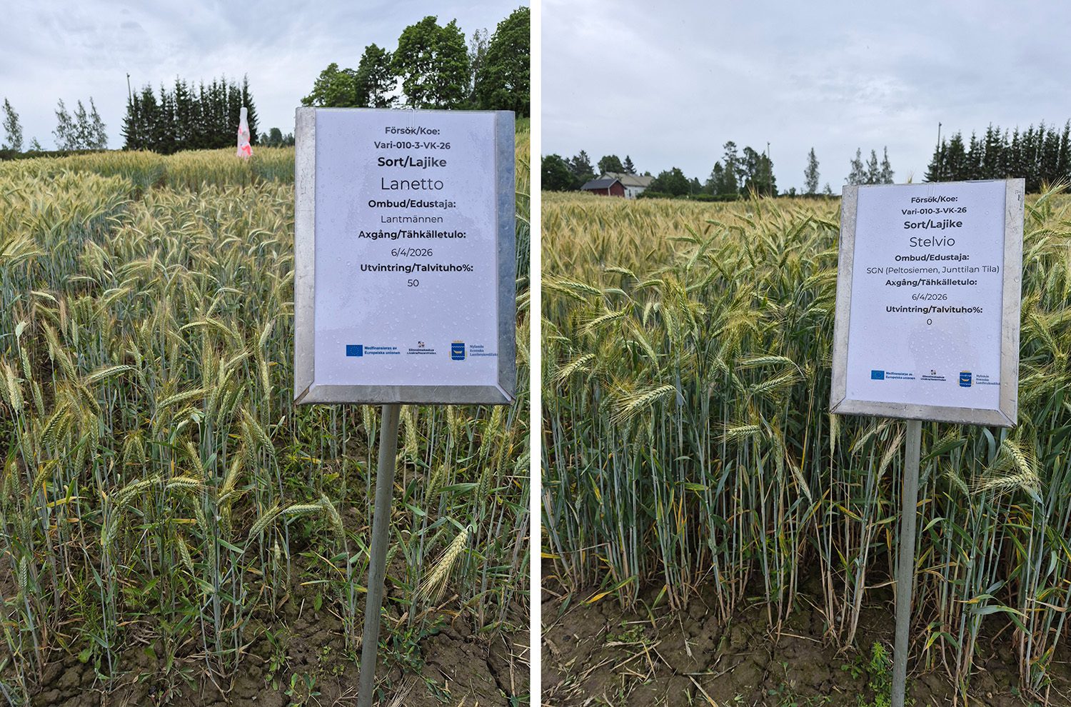 https://proagria-website.transforms.svdcdn.com/production/ProAgria/Etela-Suomi/Lanetto_Stelvio_Syysvehnat.jpg?w=1500&h=990&auto=compress%2Cformat&fit=crop&dm=1792065884&s=0ee779bff602f199fef617bb6ee692f9