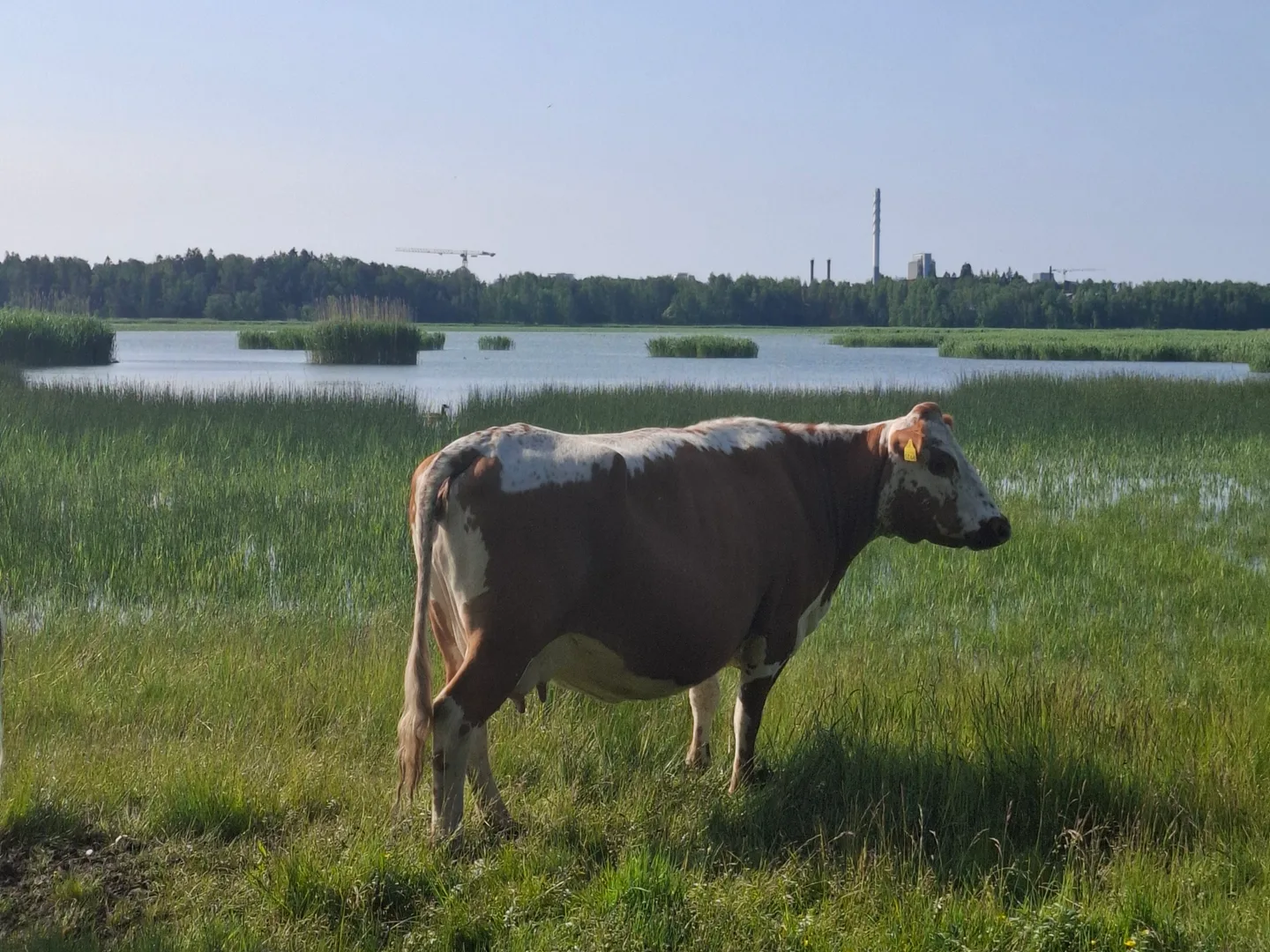Lehma luonnonlaitumella kuvaajatieto Tarja Lahtinen Collin