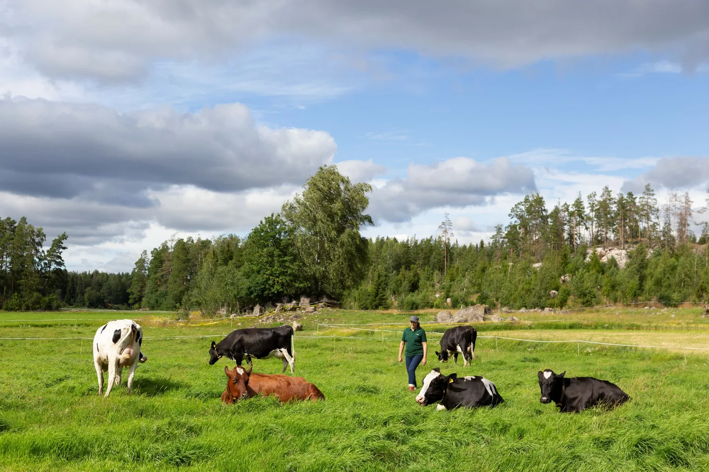 Lehmia laitumella Proagrian asiantuntijan kanssa