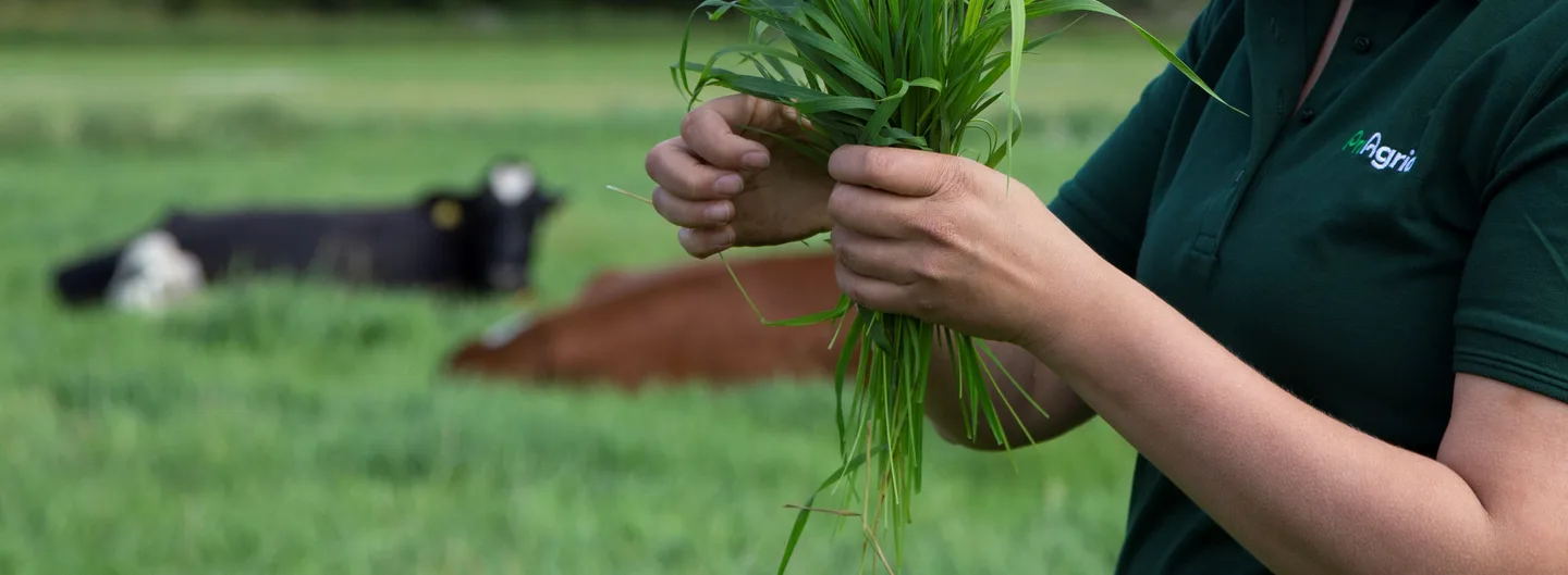 Lehmia taustalla sailorehua