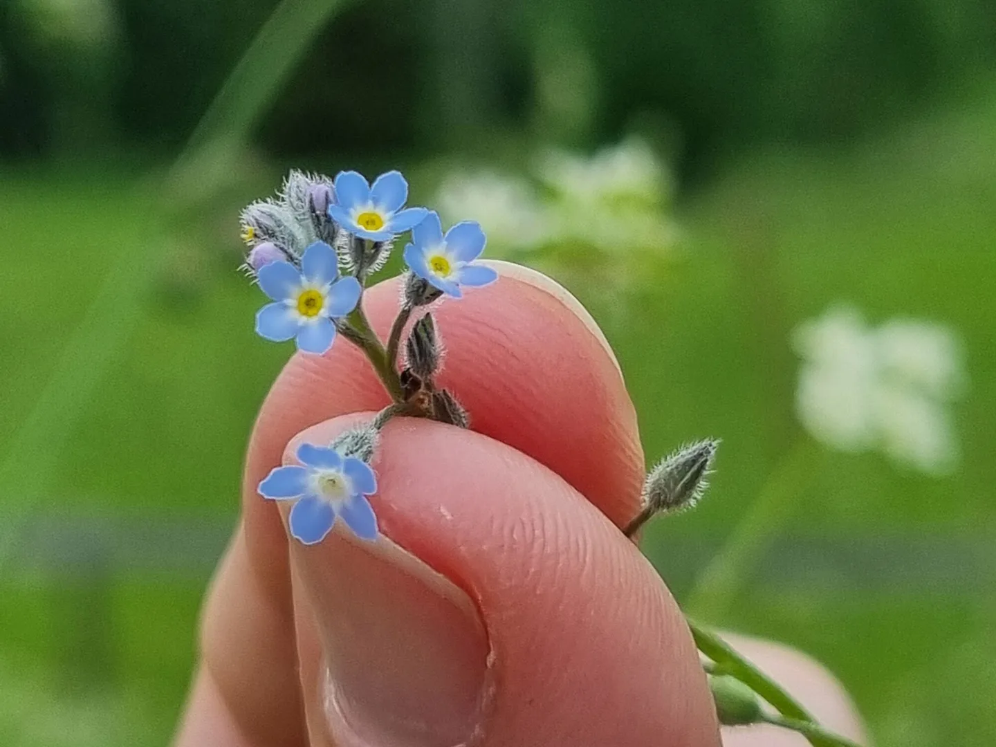 Peukalon ja etusormen välissä vaaleansininen pieni kukka