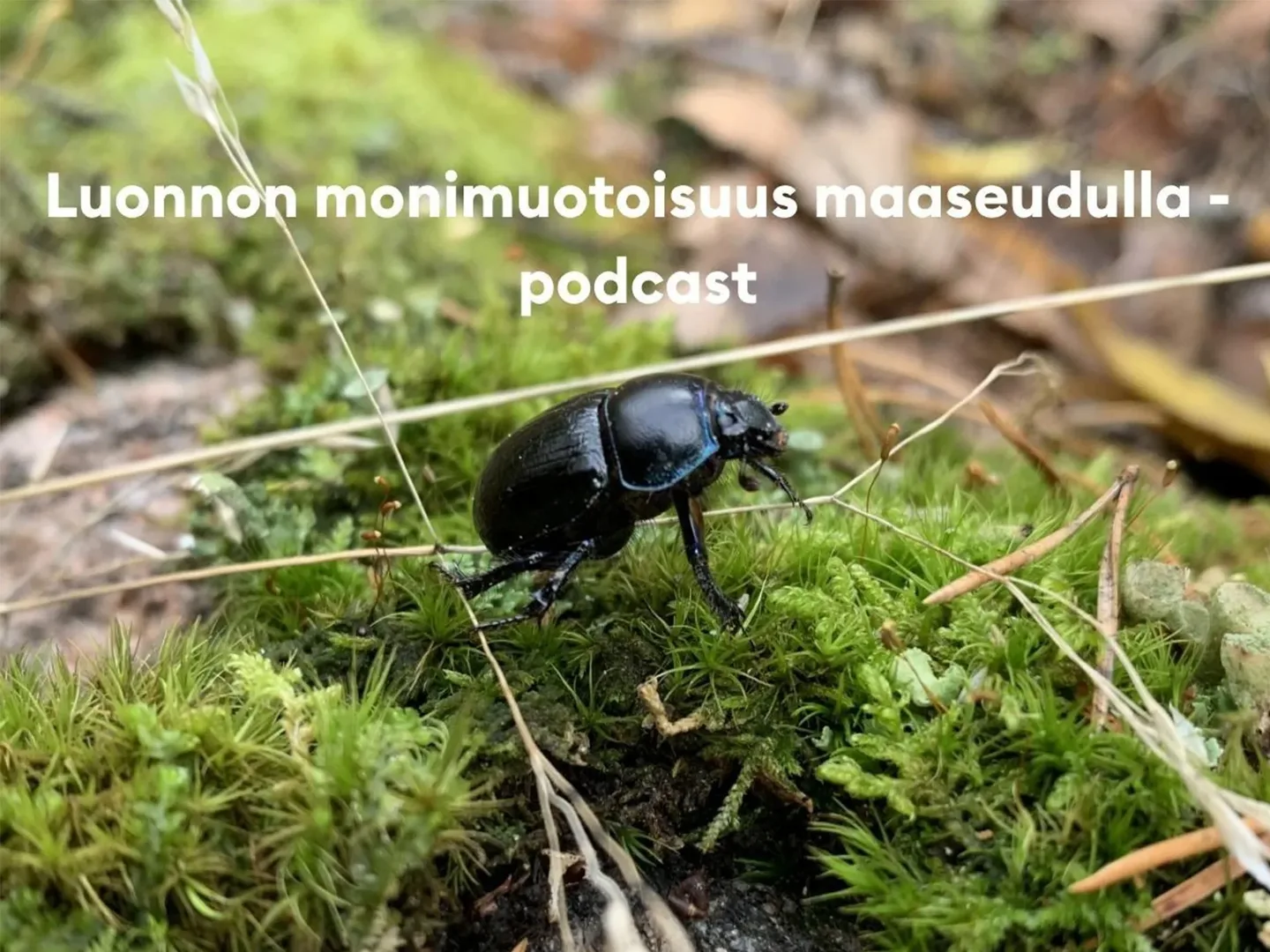 Luonnon monimuotoisuus maaseudulla podcast kansikuva