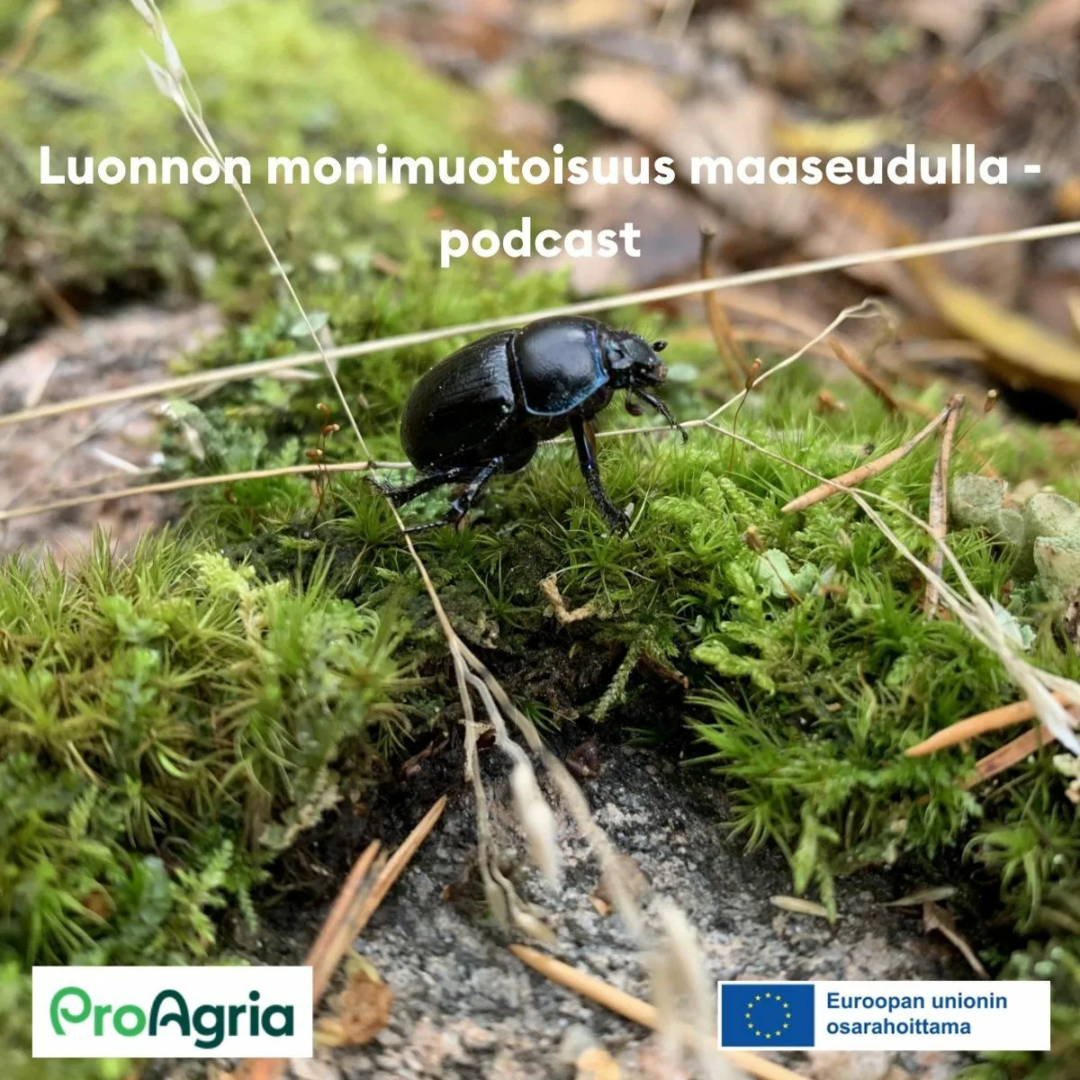 Luonnon monimuotoisuus maaseudulla podcast