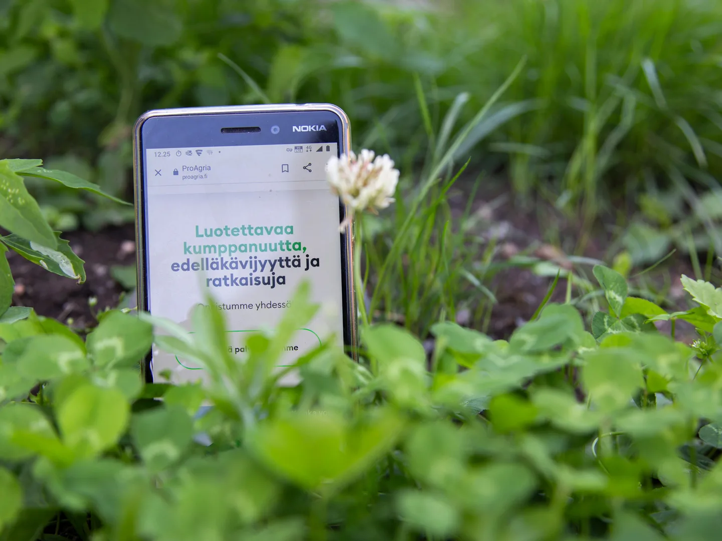 Matkapuhelin apiloiden keskella kuva Essi Jokela