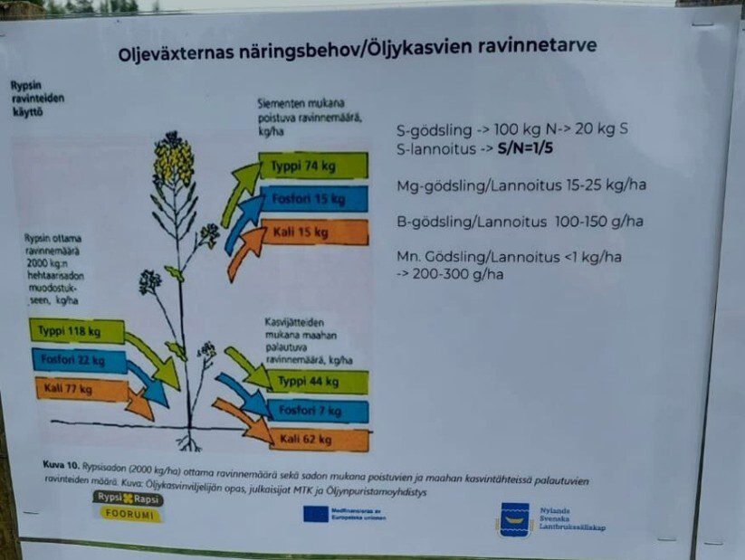 https://proagria-website.transforms.svdcdn.com/production/ProAgria/Etela-Suomi/Oljykasvien-ravinnetarve.jpg?w=823&h=619&auto=compress%2Cformat&fit=crop&dm=1792146372&s=bb80c12a46e257471d8366372d01477e