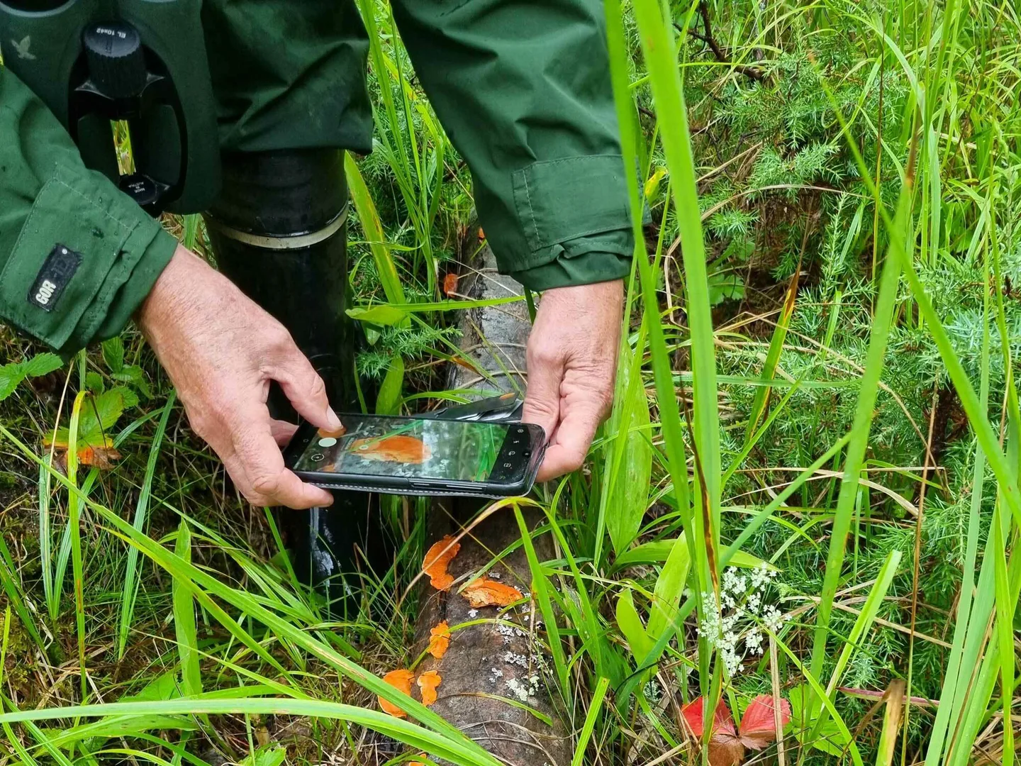 Puhelin kadessa kuvanotto kaatuneesta puusta