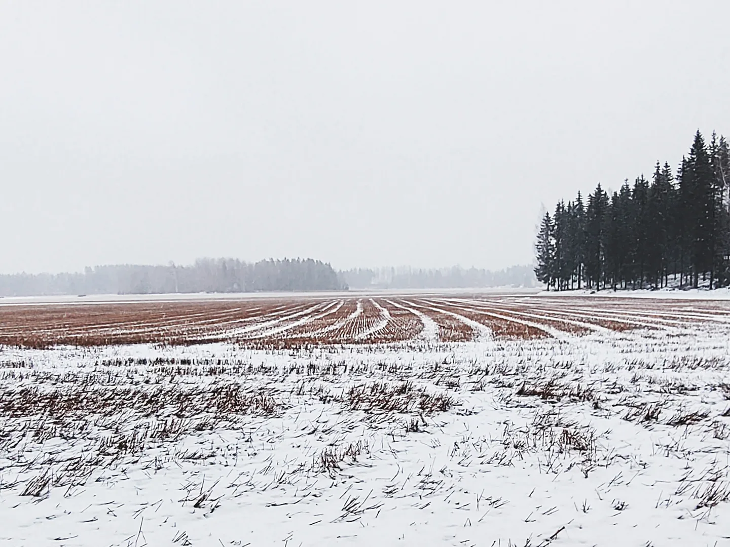 Takatalvi huhtikuu24 kuva Netta Lepparanta