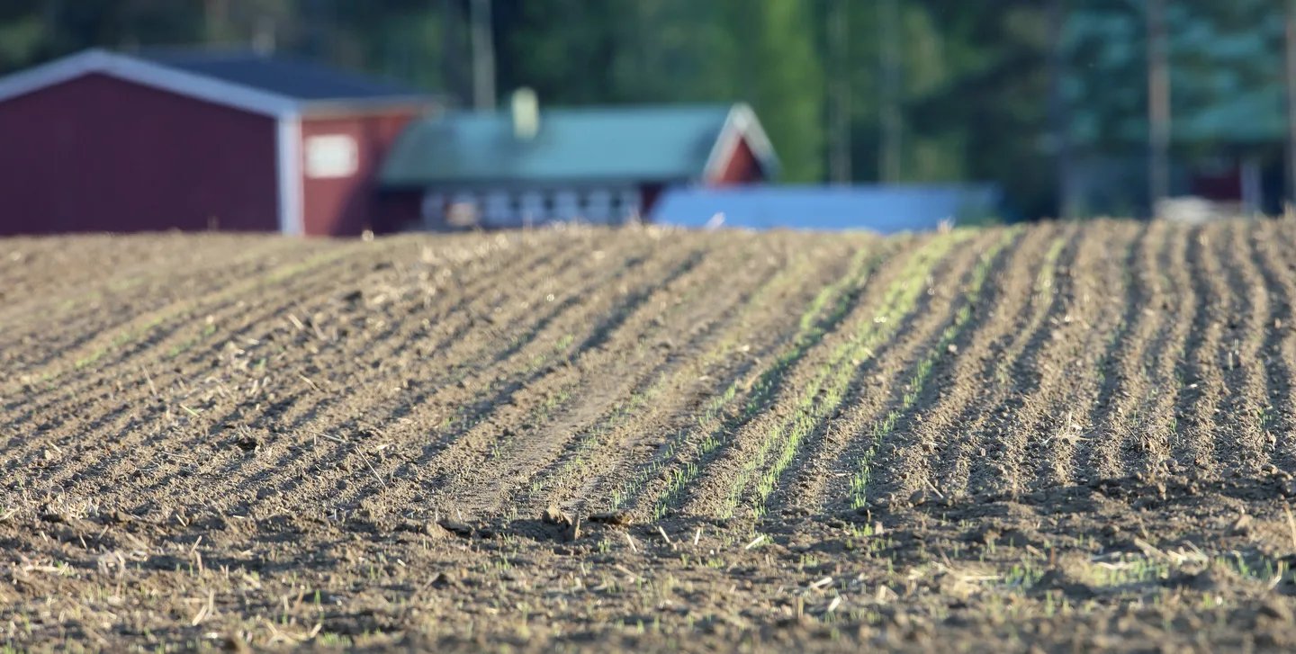 Vilja orastaa Paivi Meronen