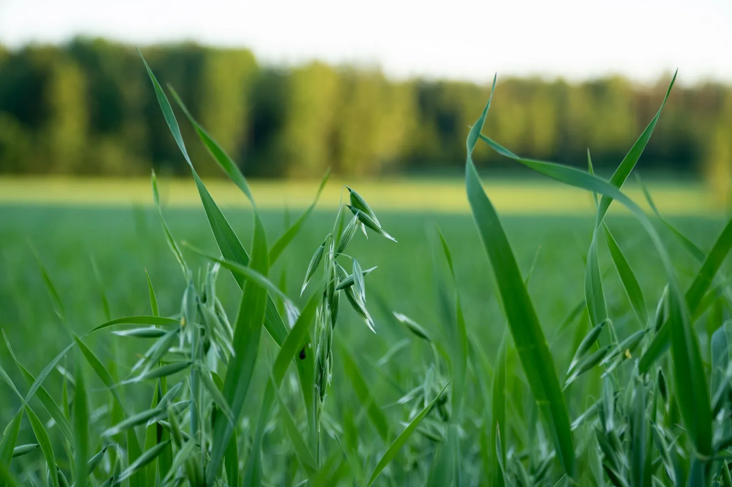 Kaura kaisa uusi kraapo