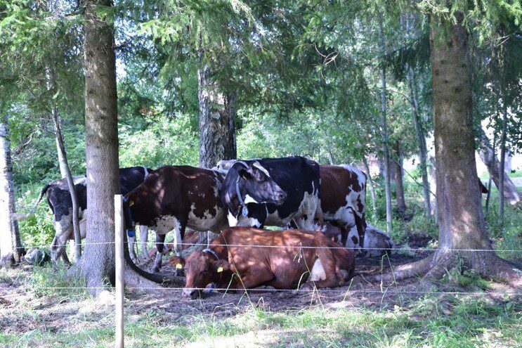 Ayshire- ja holstein -rotuisia luomulypsylehmiä laiduntamassa.