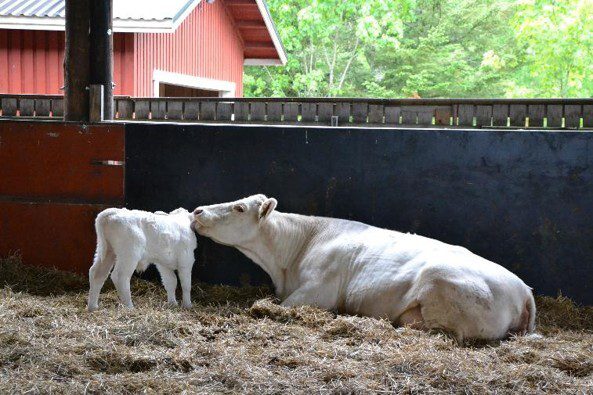 Charolais-liharodun karjaa.