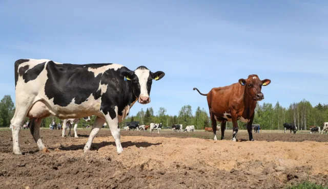 Iina Tauriainen 24 1