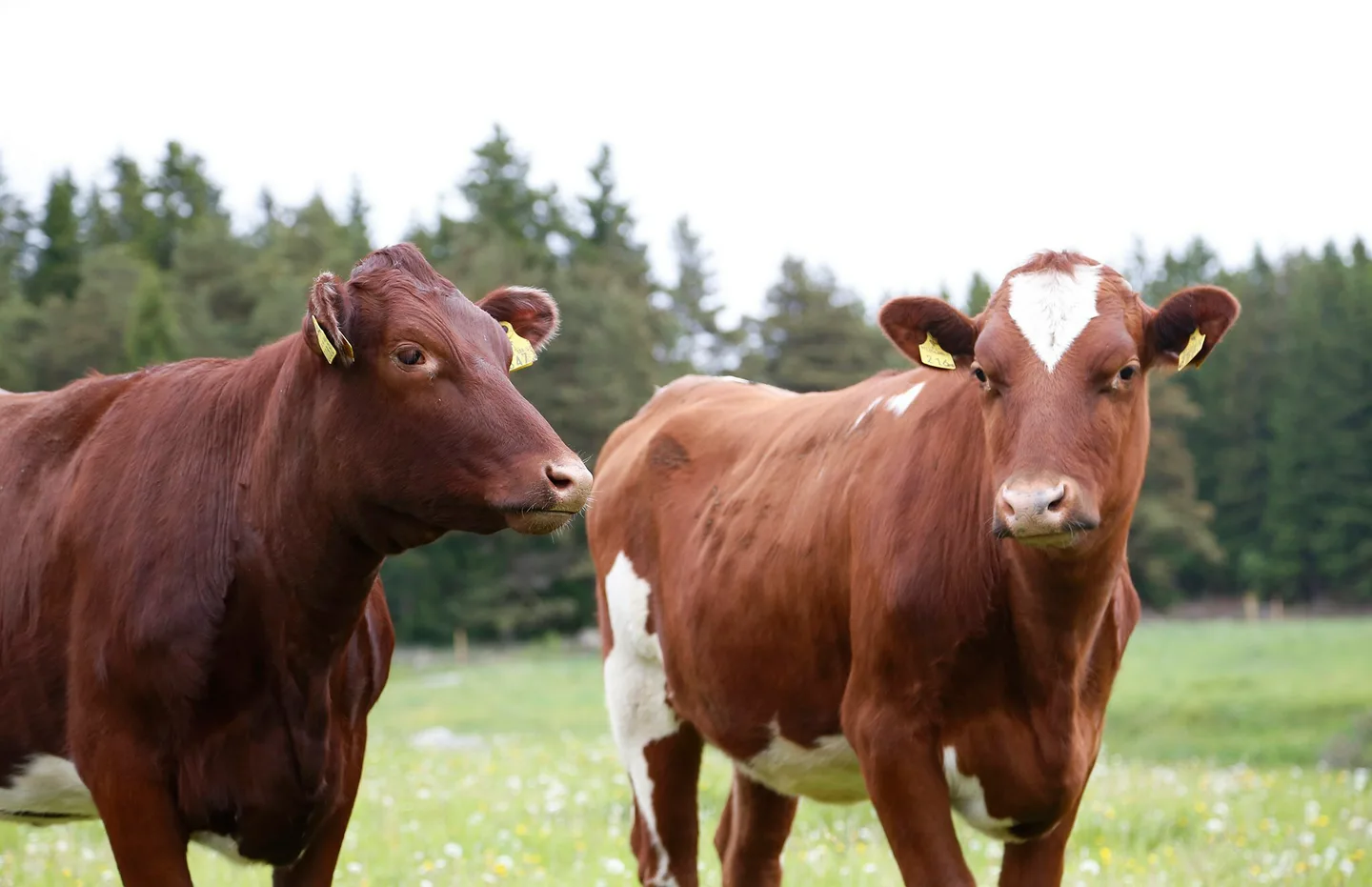 Lehmia laitumella_kuva Essi Jokela