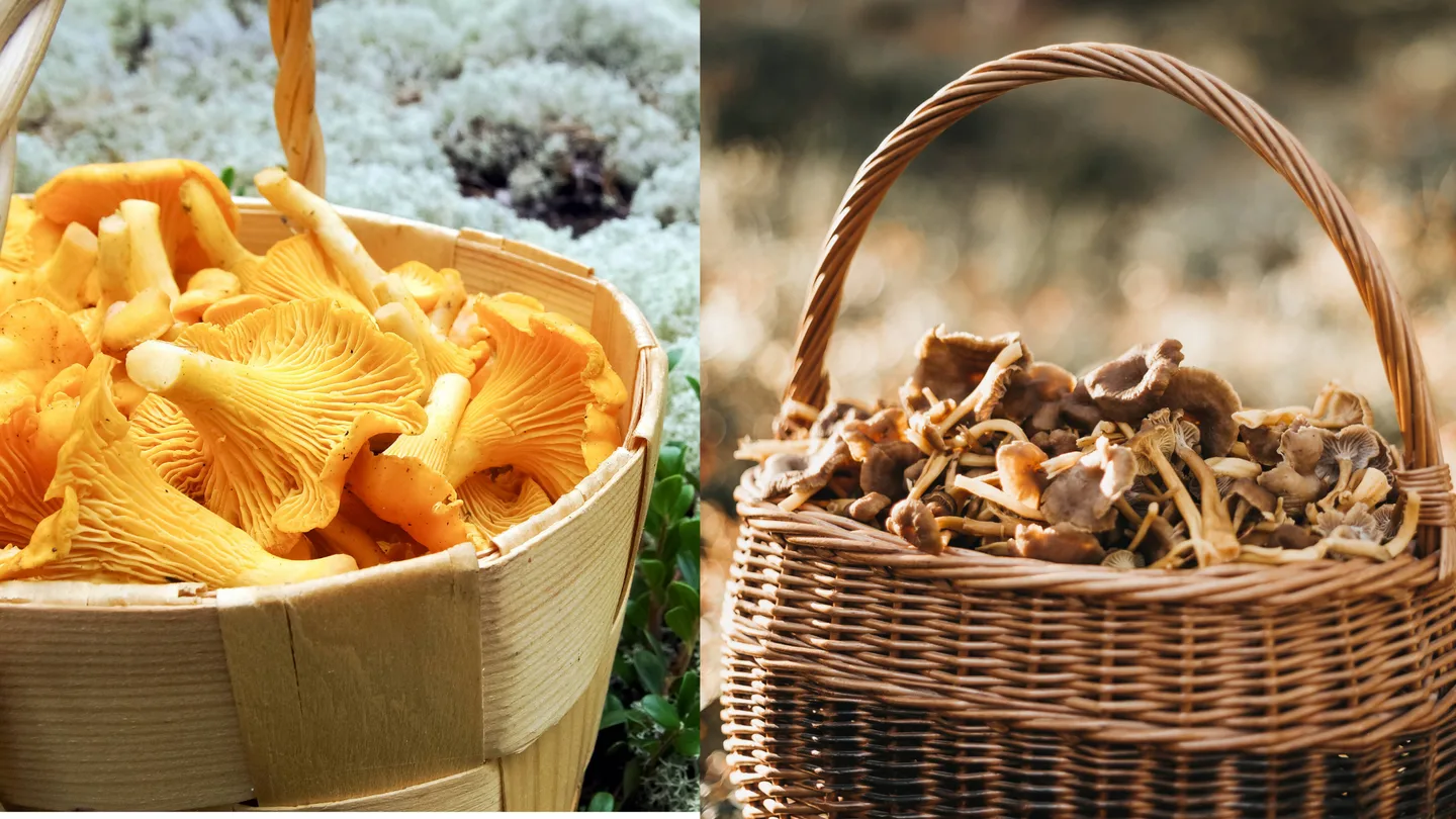 Mushroom Boost hanke