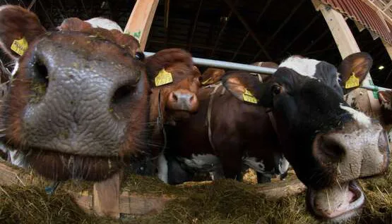 Parrenpieli MNA 6849 2