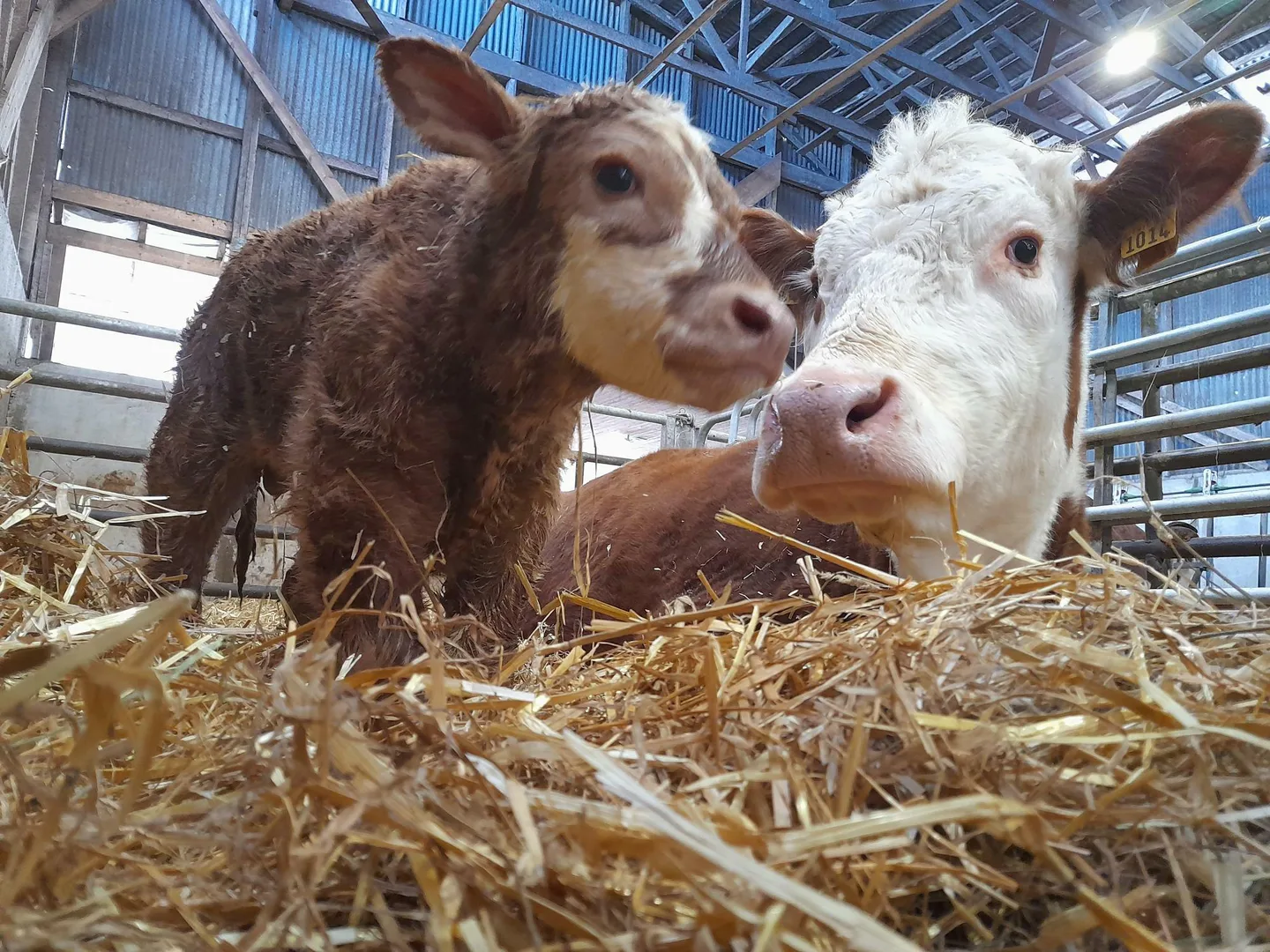 Poikimakausi Kuva Urpu Tanner Koopmans