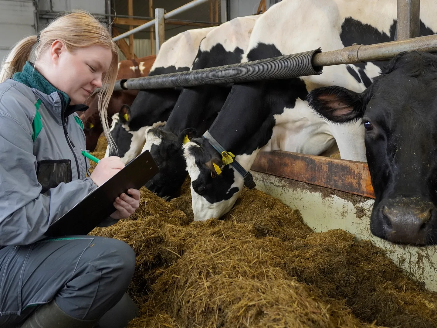 Pro Agrian asiantuntija Ida Korhonen navetassa Kuva Jenni Hamynen