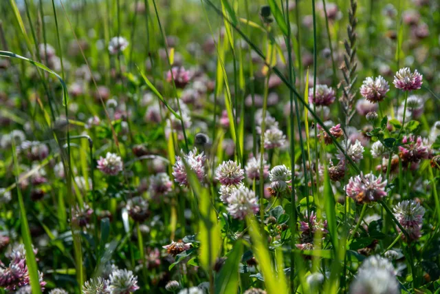 Puna apila viherlainnoitenurmi Johanna Viren