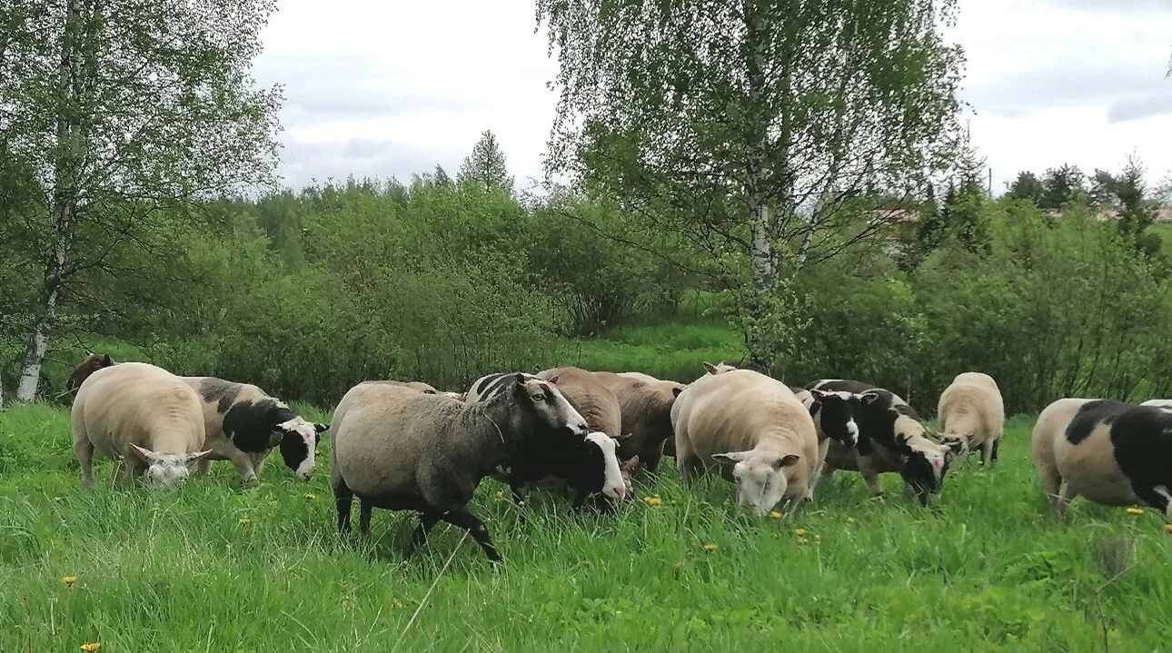 Luonnonlaidun lampaat