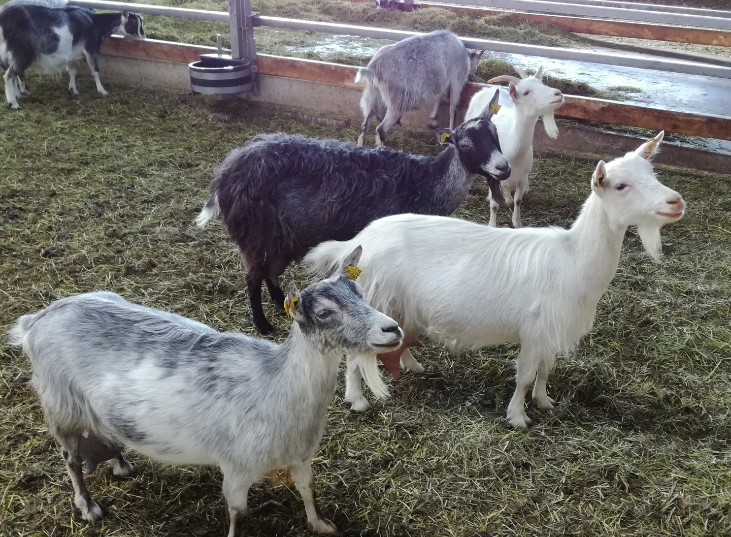 Vuohikuvia Milla AO 2020