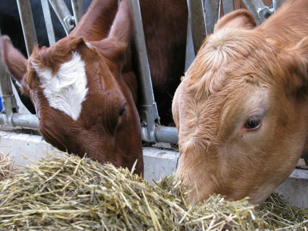 Kaksi nautaa syo ruokintapoydalta rehua