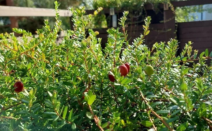 Amerikankarpalo Kuva Henriikka Lemmela