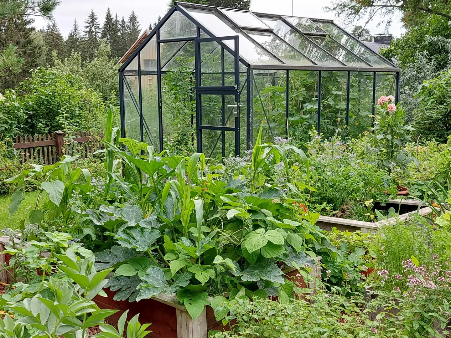 Kasvihuone ja kasvilavoja, joissa kasvaa kasveja