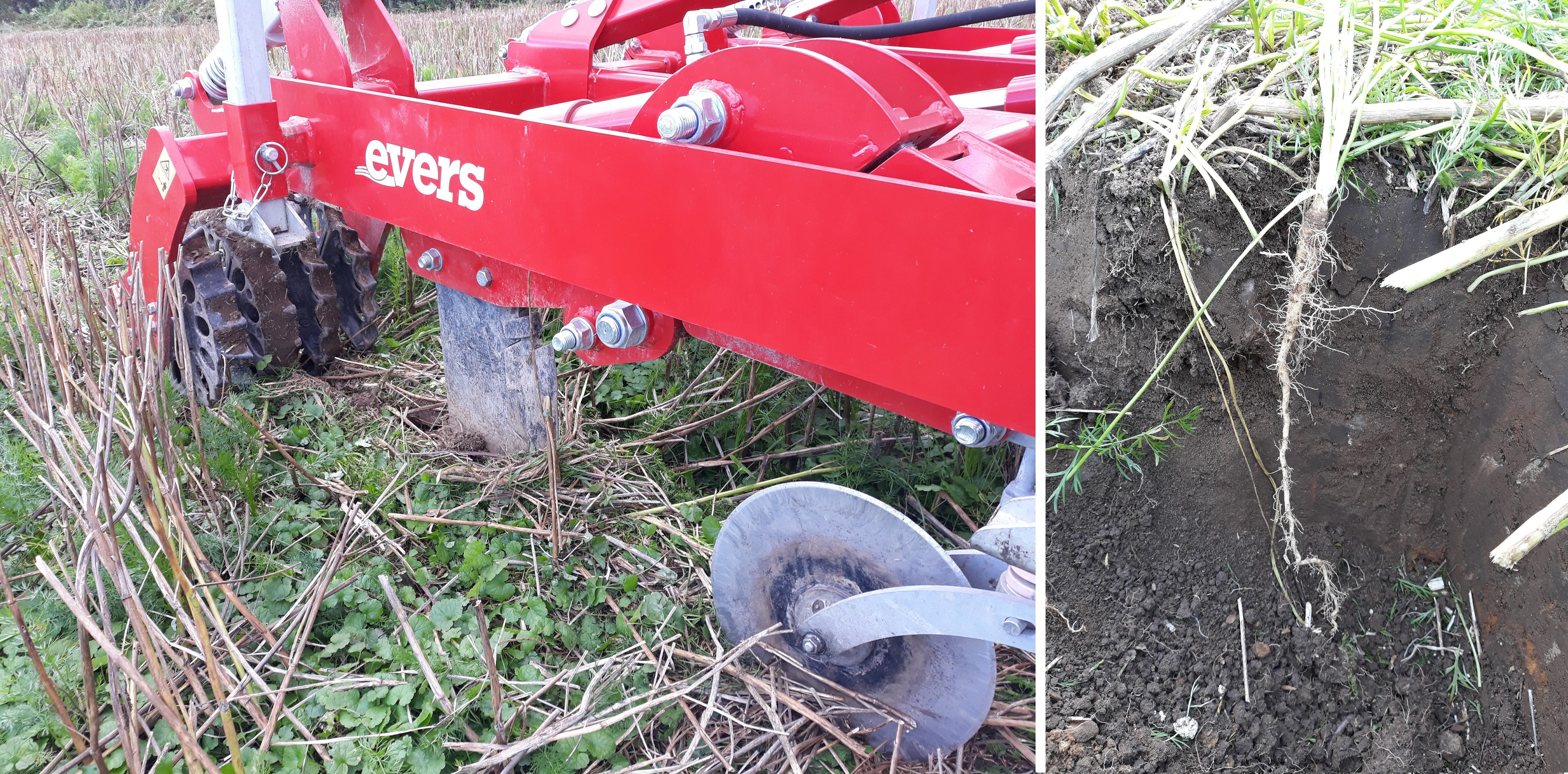 Jankkuri ja kuminan juuri.